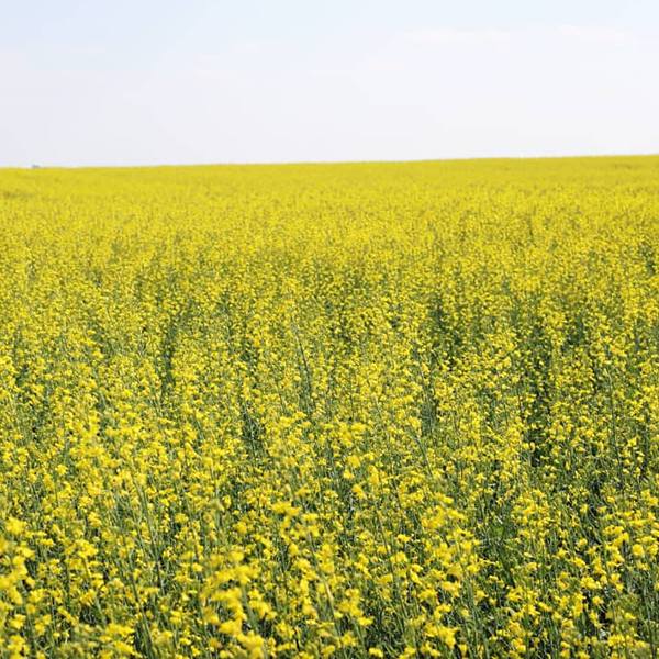 Rapeseed logo