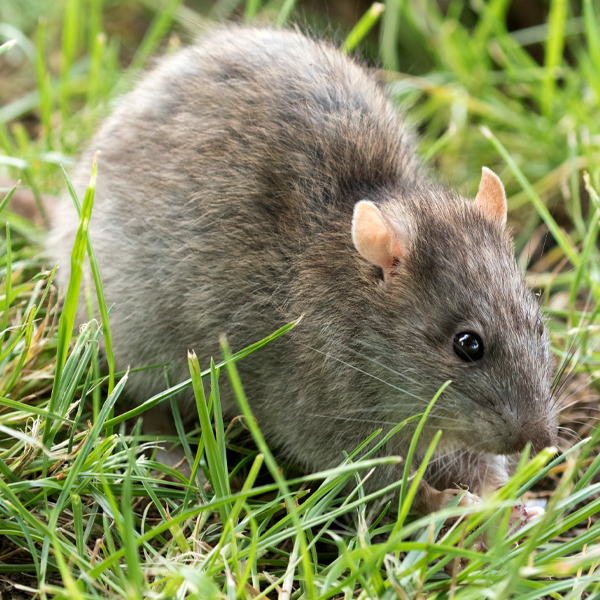 Rat logo