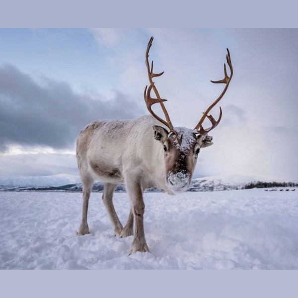 Reindeer logo