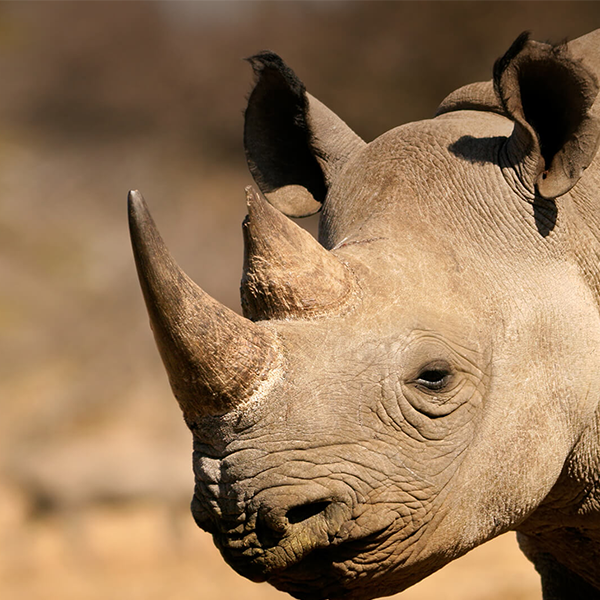 Rhinoceros logo