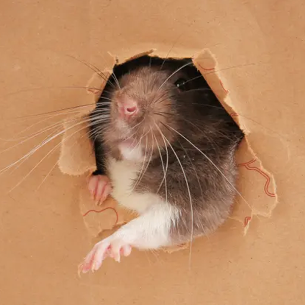 Rodent logo