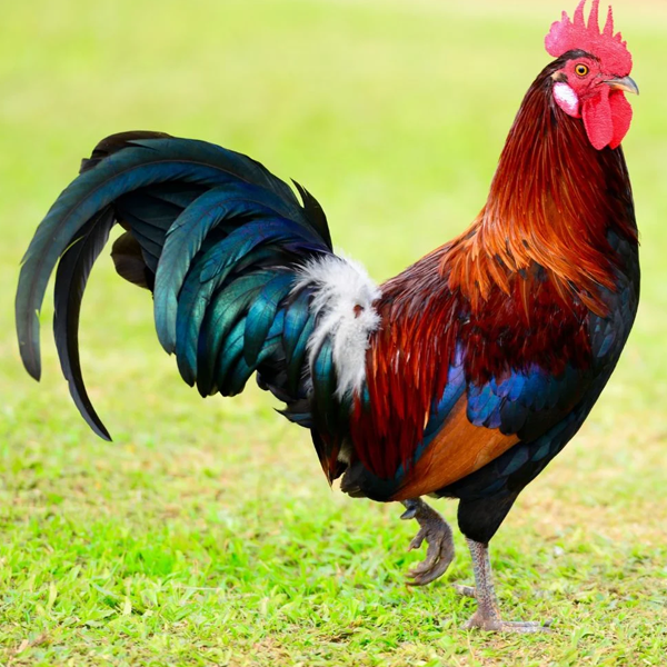 Rooster logo