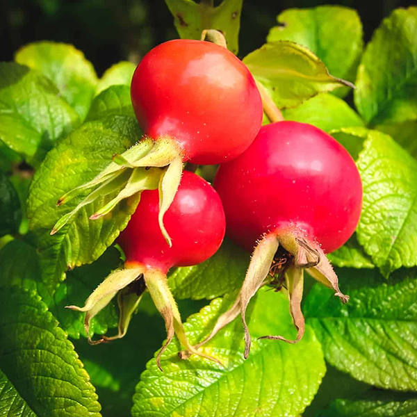 Rose hip logo