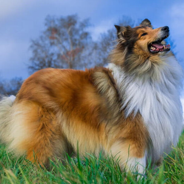 Rough Collie