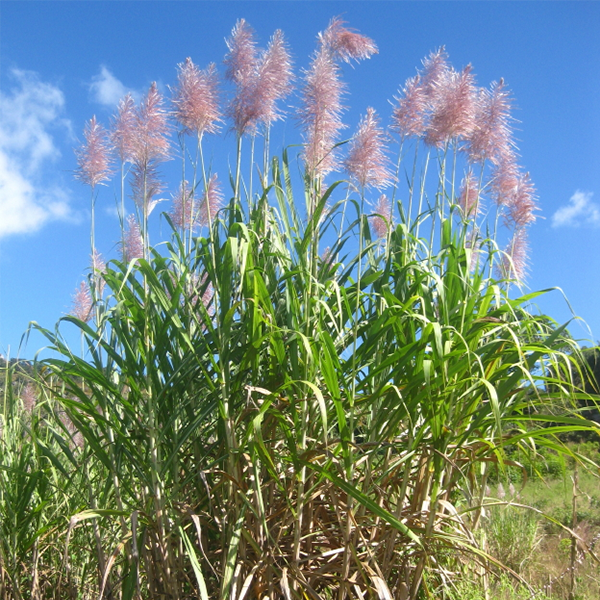 Saccharum officinarum