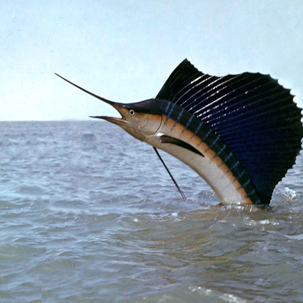 Sailfish logo