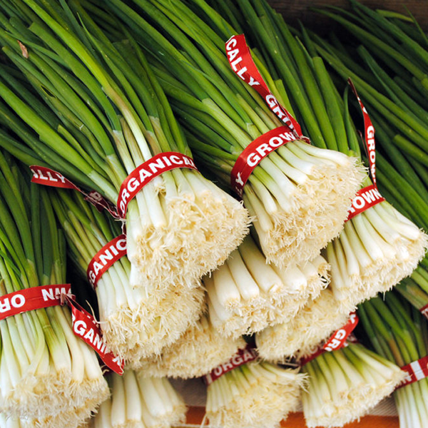 Scallion