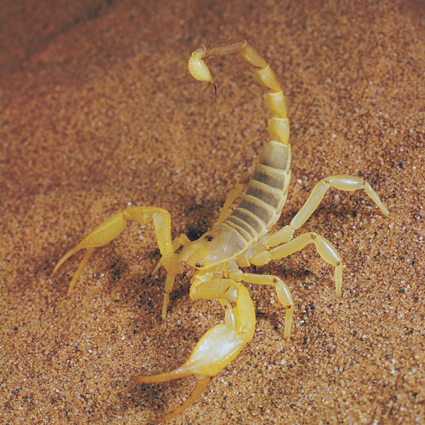 Scorpion logo
