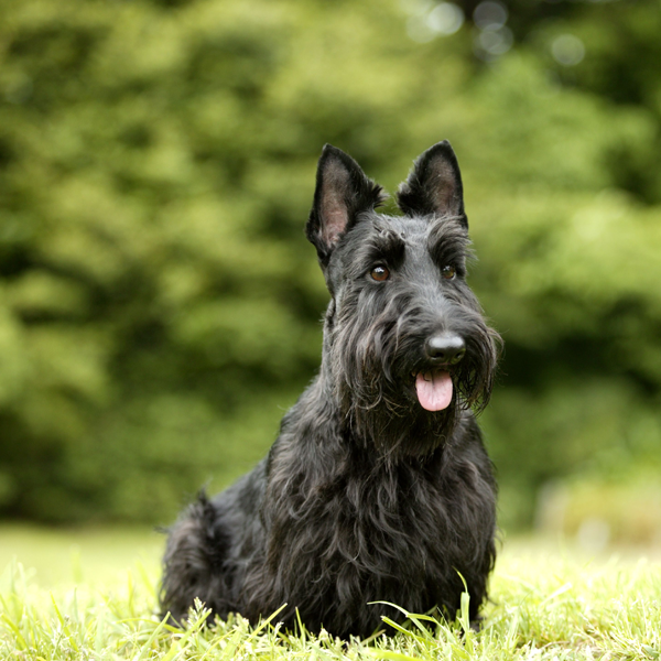 Scottish Terrier