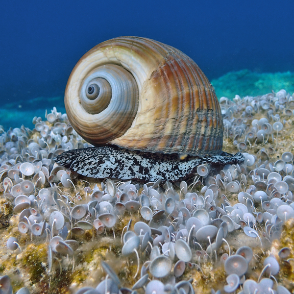 Sea snail logo