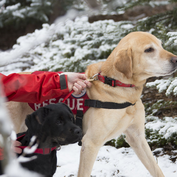 Search and rescue dog logo