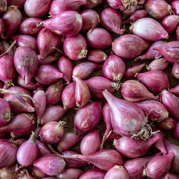 Shallot