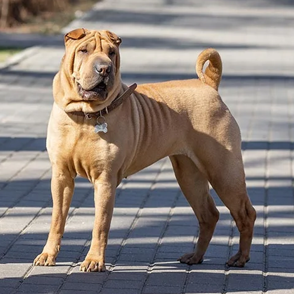 Shar Pei