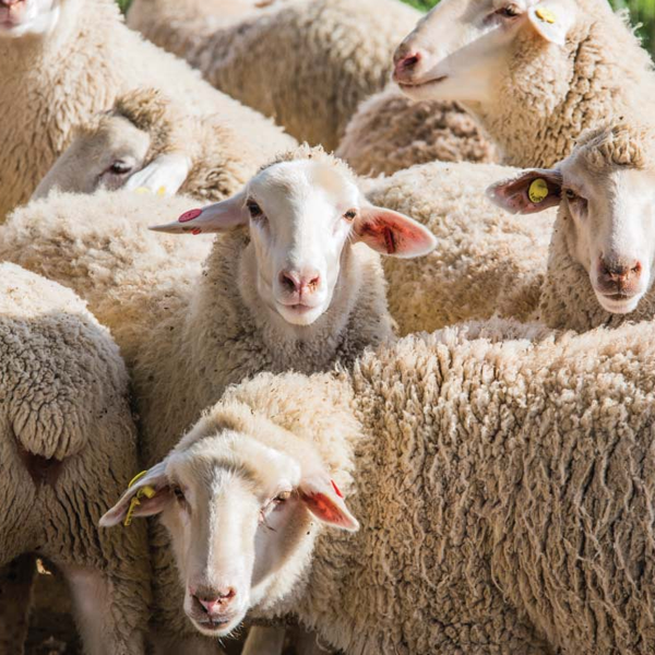 Sheep farming logo