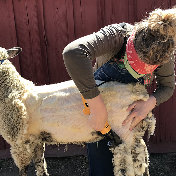 Sheep shearing logo