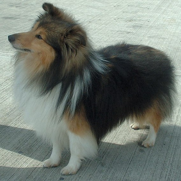 Shetland Sheepdog