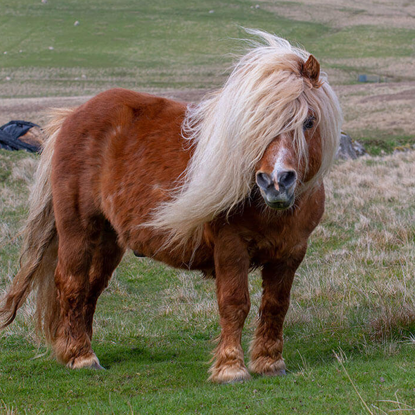 Shetland pony logo