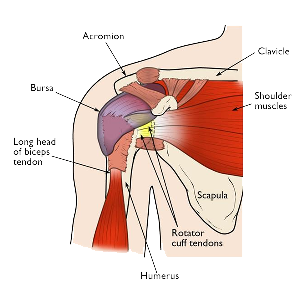 Shoulder logo