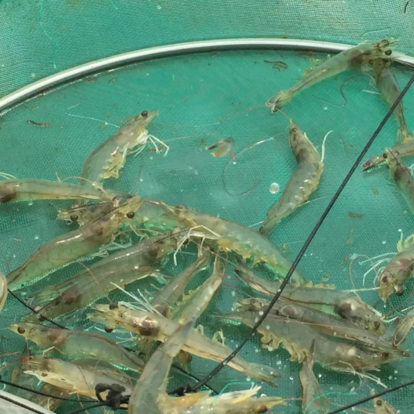 Shrimp farming logo