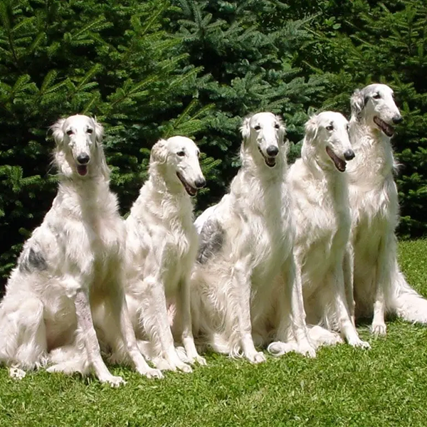 Sighthound logo