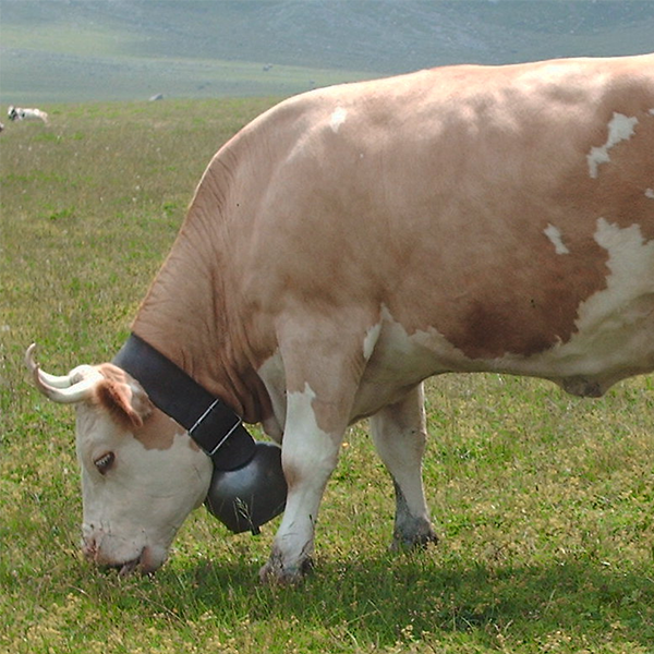 Simmental cattle logo
