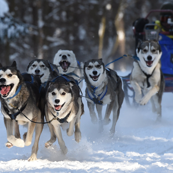 Sled dog racing logo