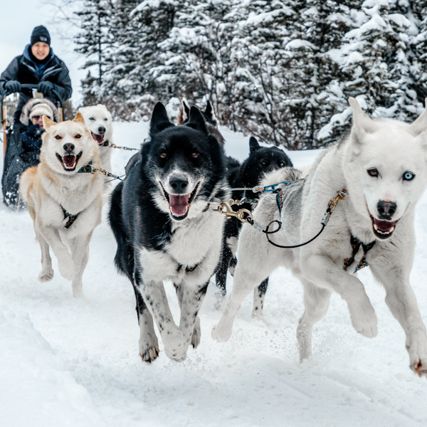 Sled dog logo