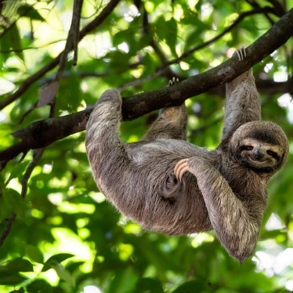 Sloth logo