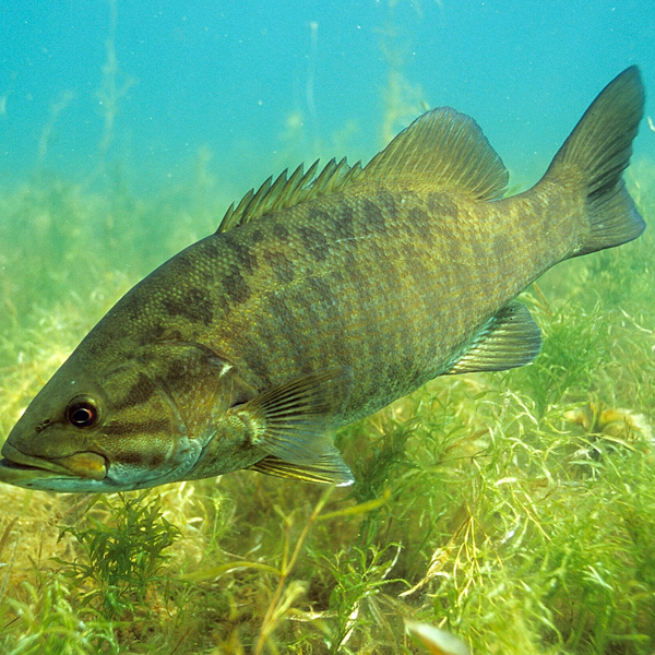 Smallmouth bass