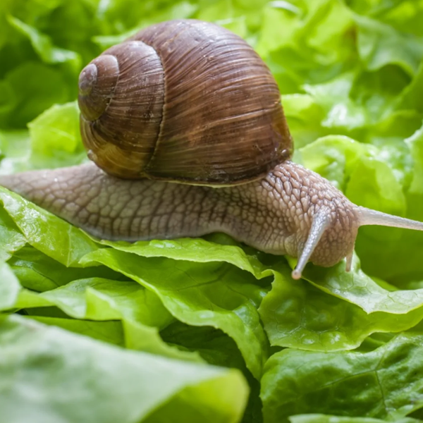 Snail logo