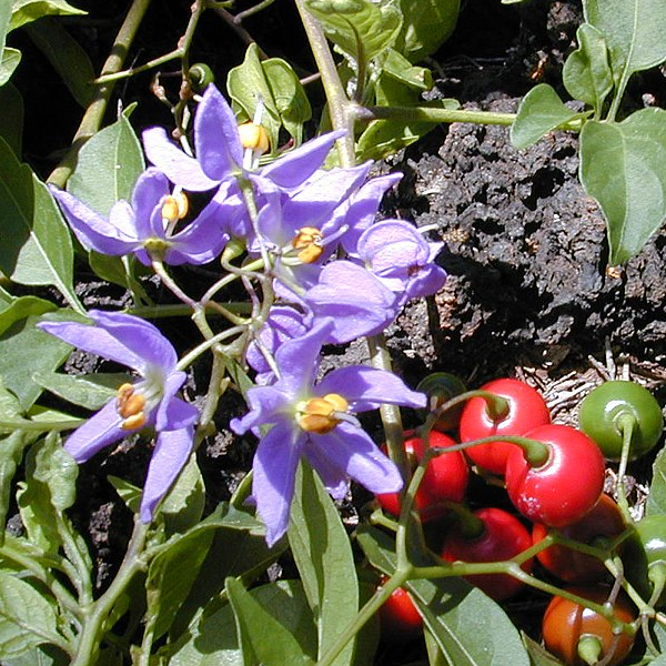 Solanum