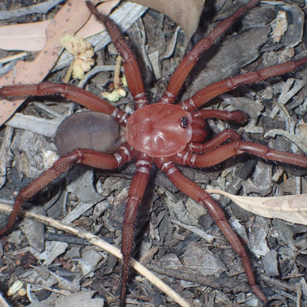 Spider logo
