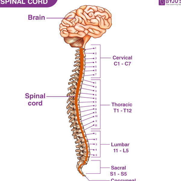 Spinal cord logo