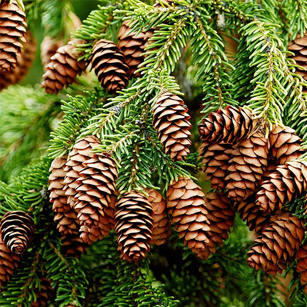 Spruce logo