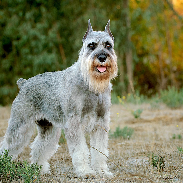 Standard Schnauzer
