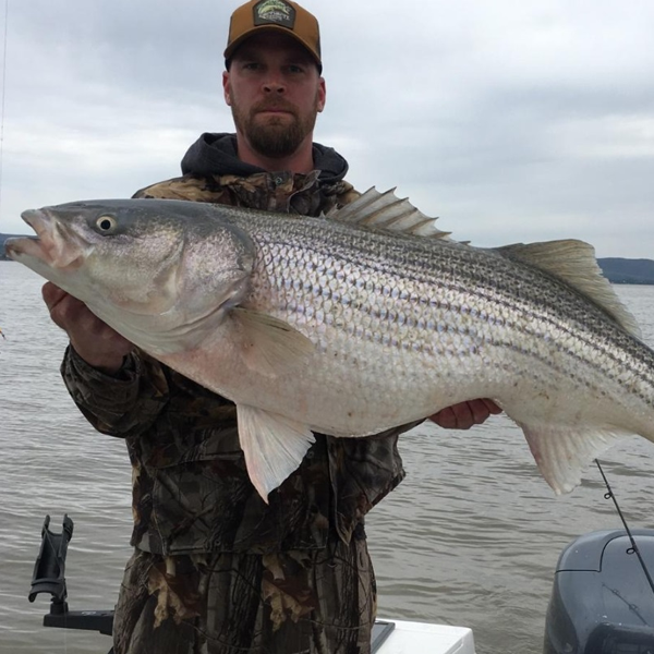 Striped bass fishing logo