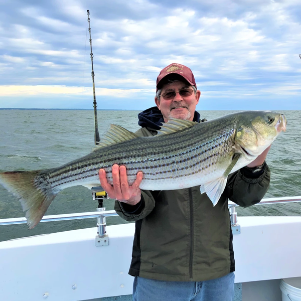 Striped bass