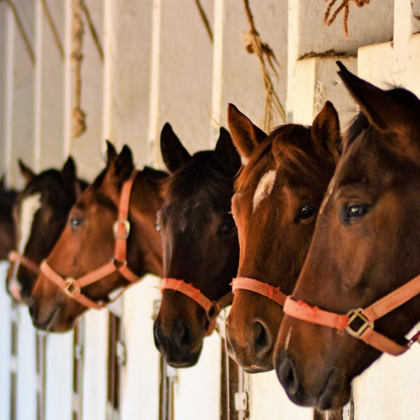 Stud farm logo