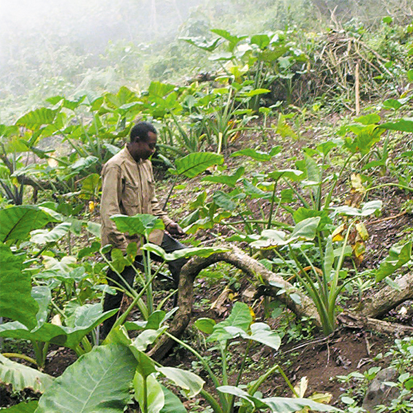 Subsistence agriculture logo