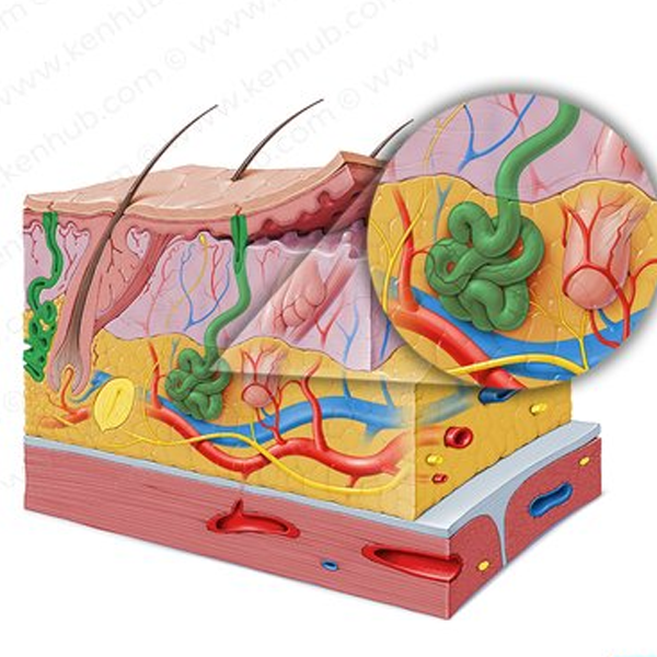 Sweat gland logo
