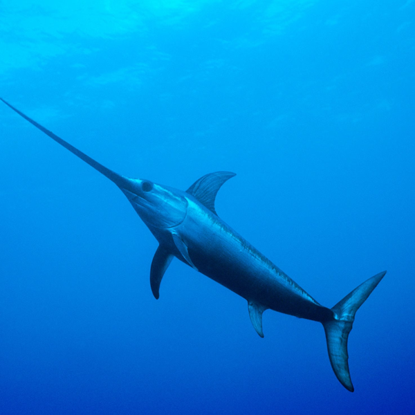 Swordfish logo