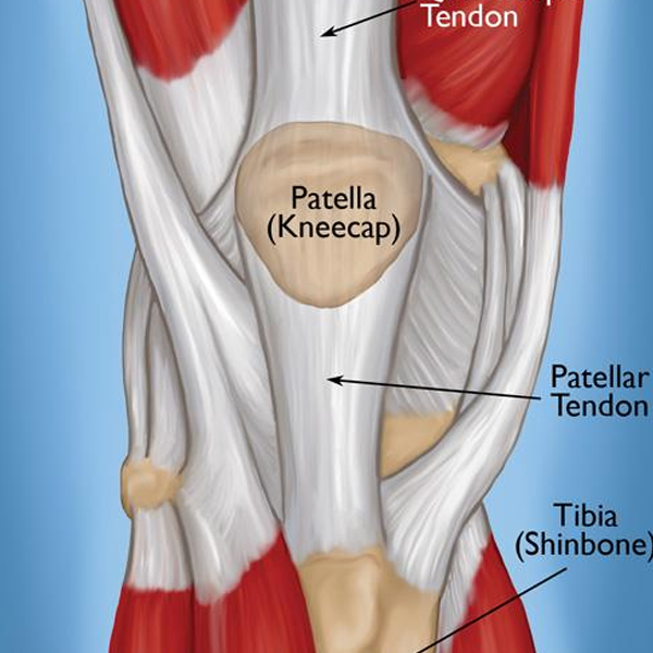 Tendon logo