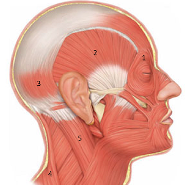 Tension headache logo