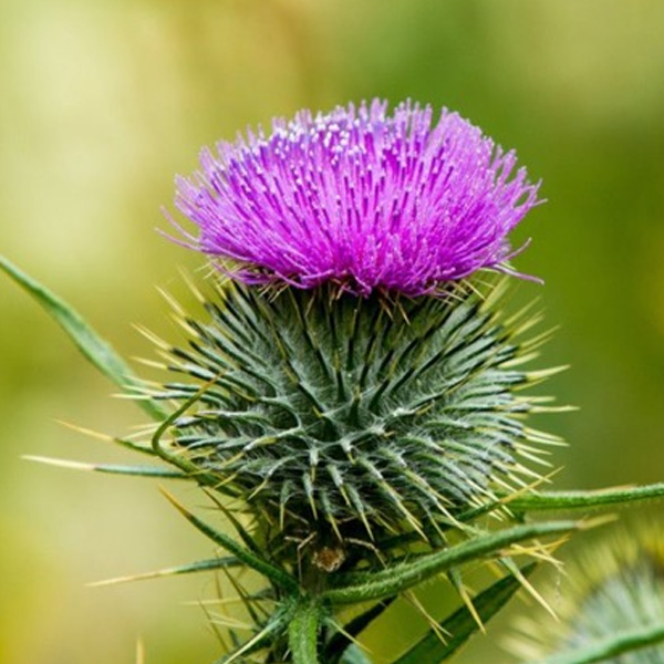 Thistle logo