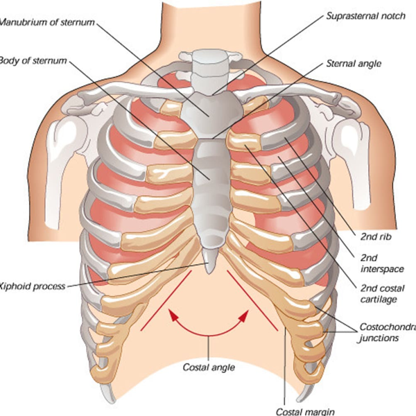 Thorax logo