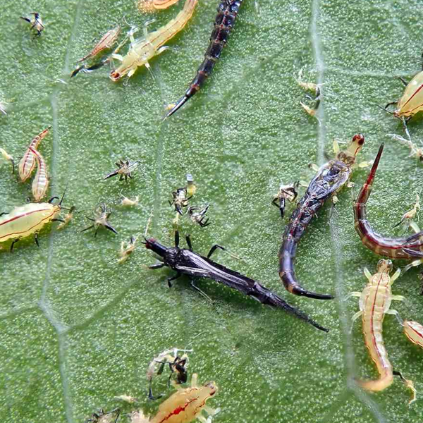 Thrips logo