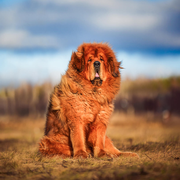Tibetan Mastiff
