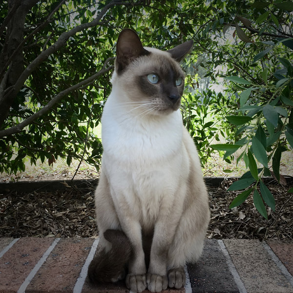 Tonkinese cat logo