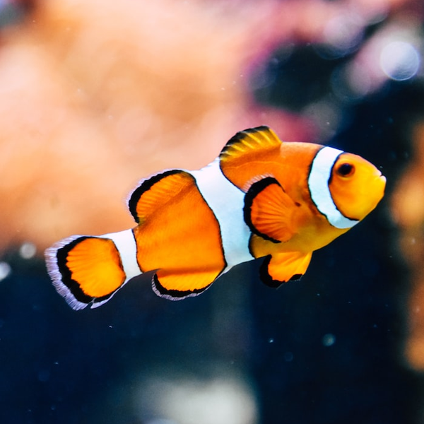 Tropical fish logo
