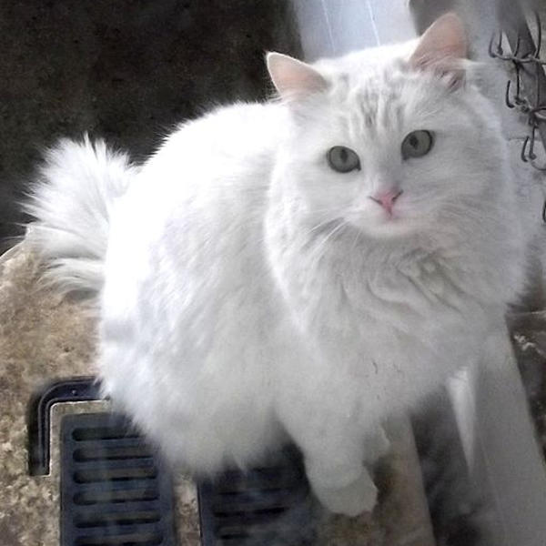 Turkish Angora logo